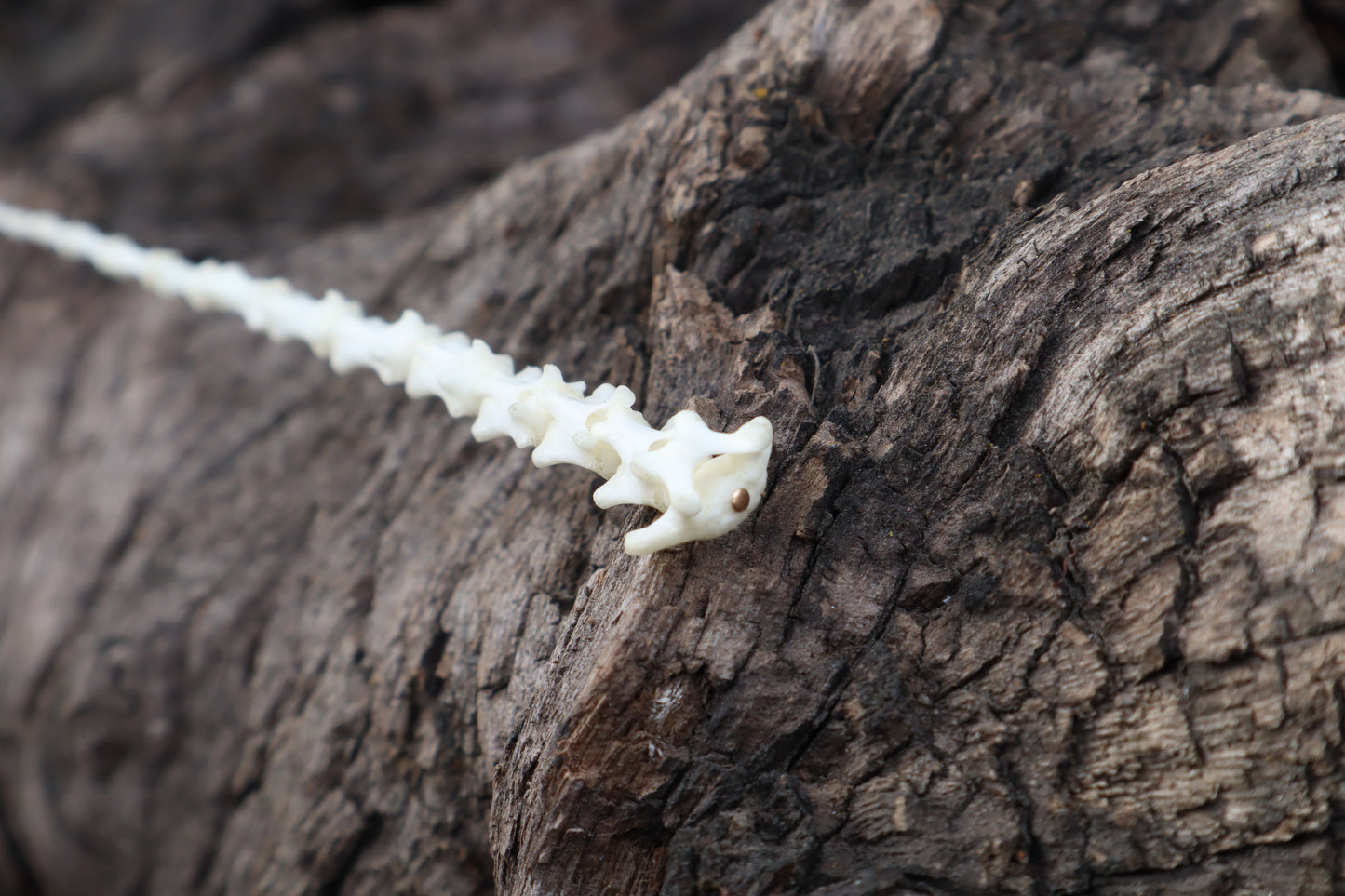 Kitten Tail Articulation