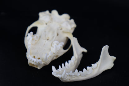 Juvenile Striped Skunk Skull