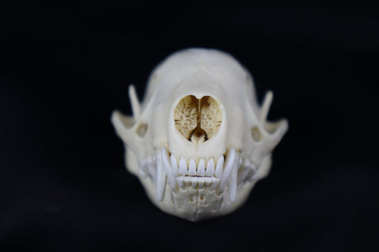 Striped Skunk Skull