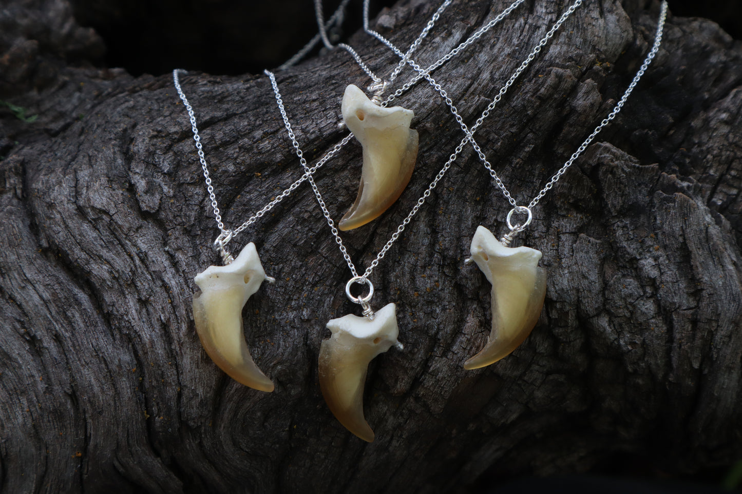 Gray Wolf Claw Necklace