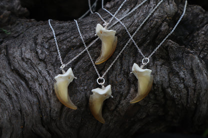 Gray Wolf Claw Necklace