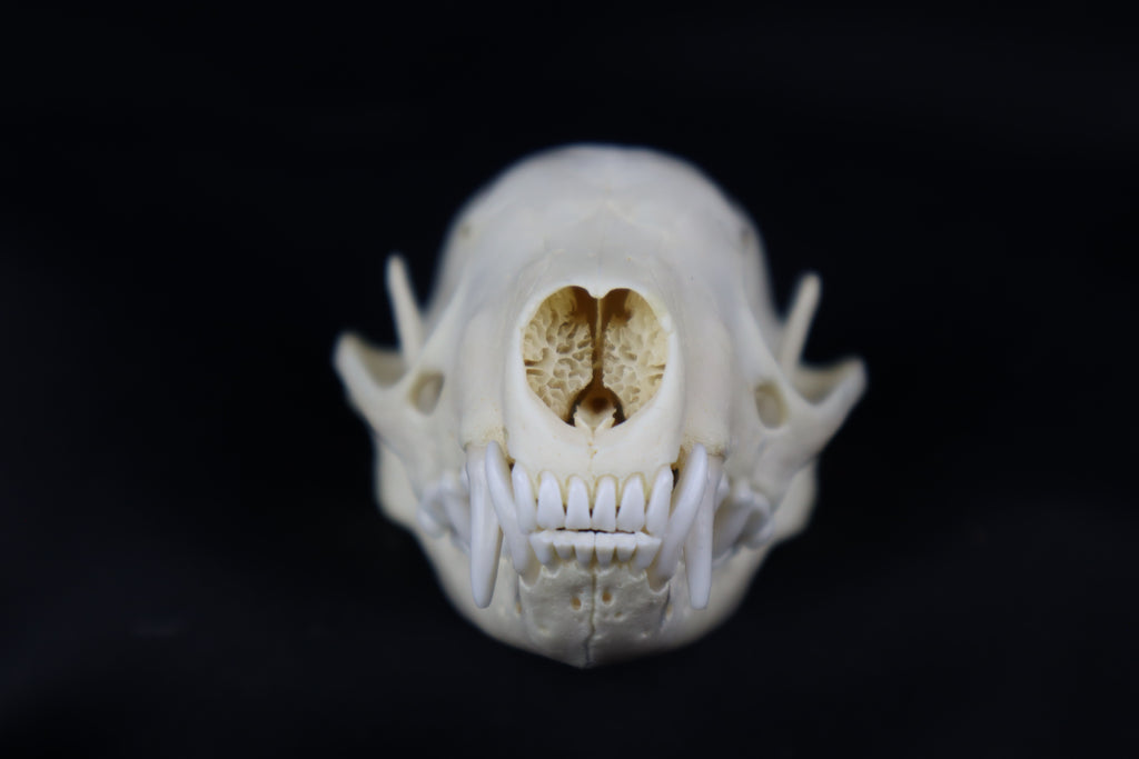 Striped Skunk Skull