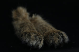 Bobcat Paws