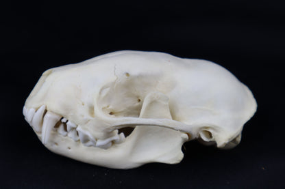 Striped Skunk Skull