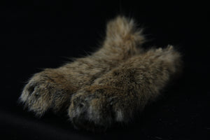 Bobcat Paws