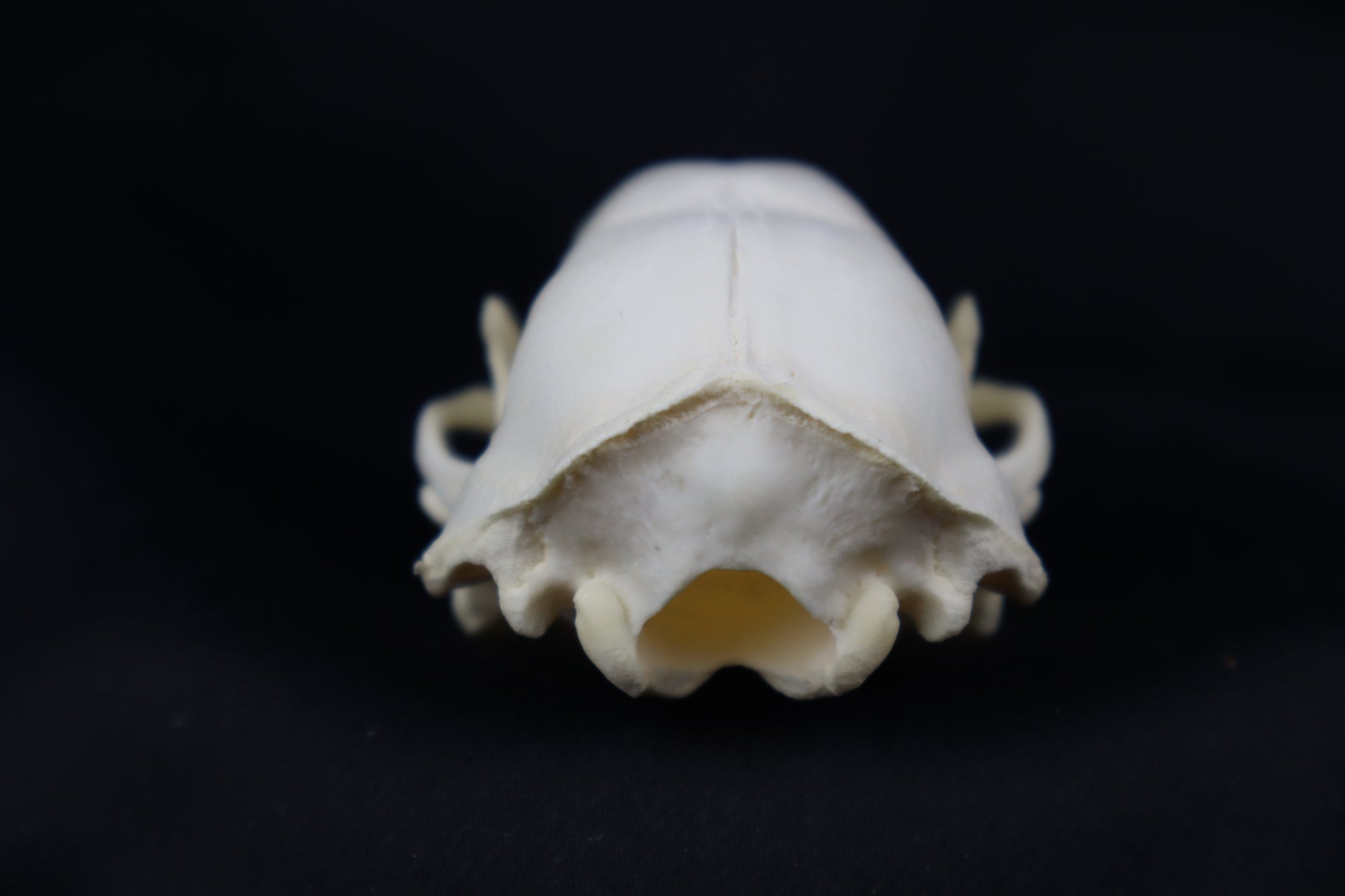 Striped Skunk Skull