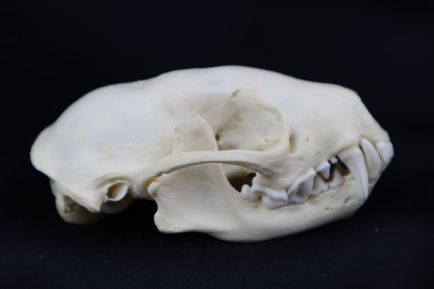Striped Skunk Skull
