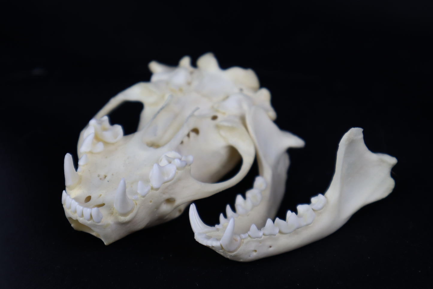 Striped Skunk Skull