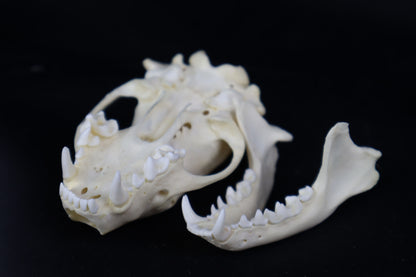 Striped Skunk Skull