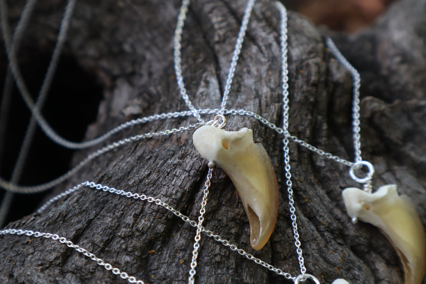 Gray Wolf Claw Necklace