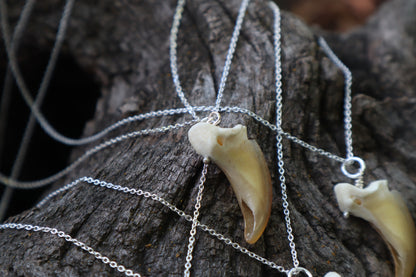 Gray Wolf Claw Necklace