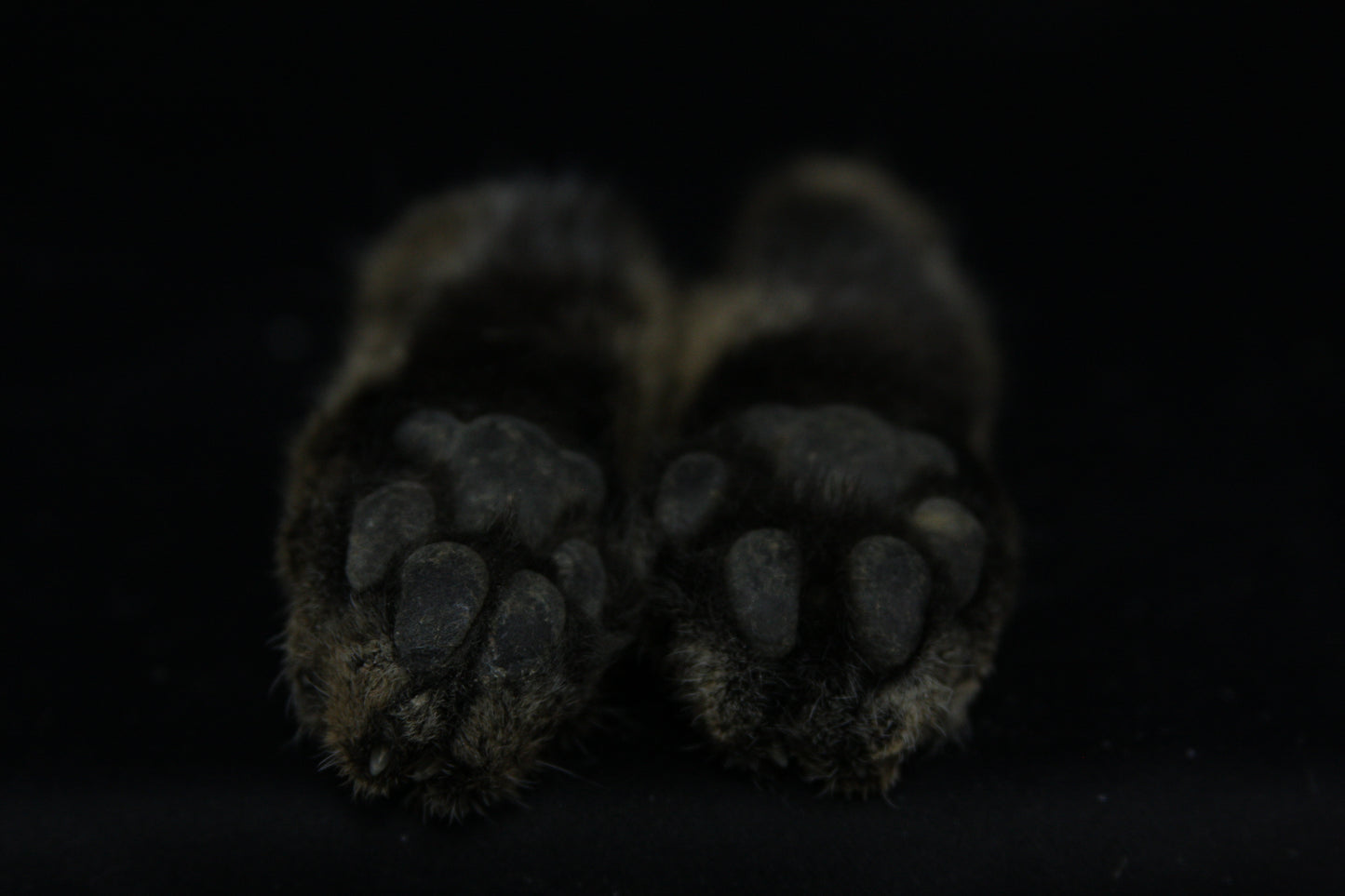 Bobcat Paws