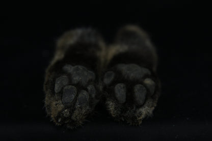 Bobcat Paws