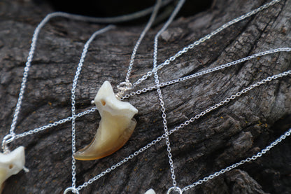 Gray Wolf Claw Necklace