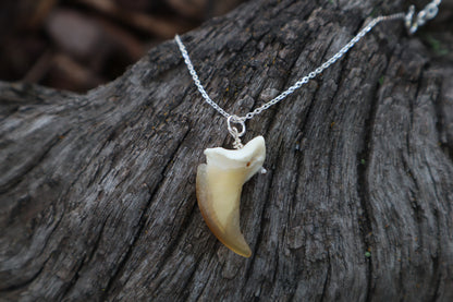 Gray Wolf Claw Necklace