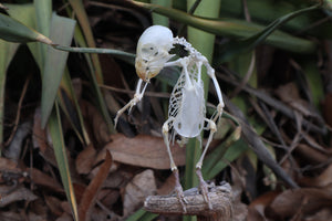 Articulated Parakeet Skeleton