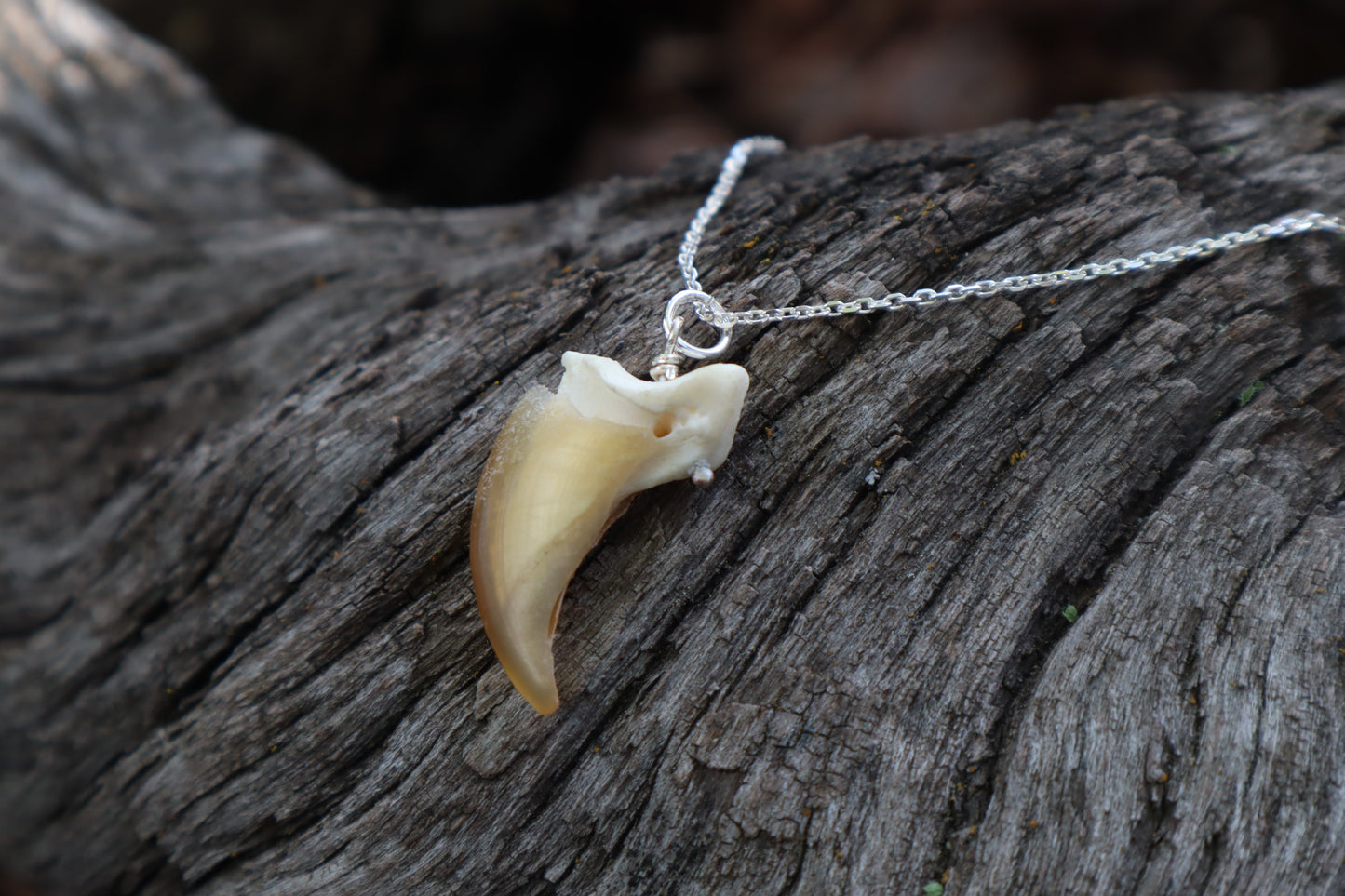 Gray Wolf Claw Necklace