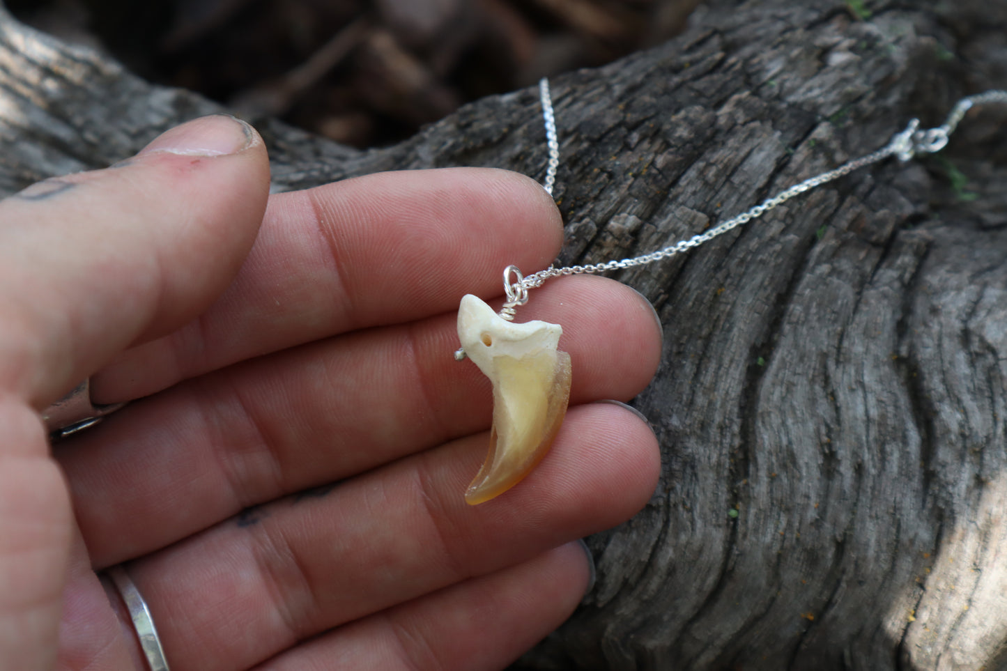 Gray Wolf Claw Necklace