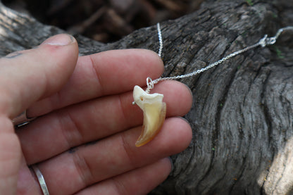 Gray Wolf Claw Necklace