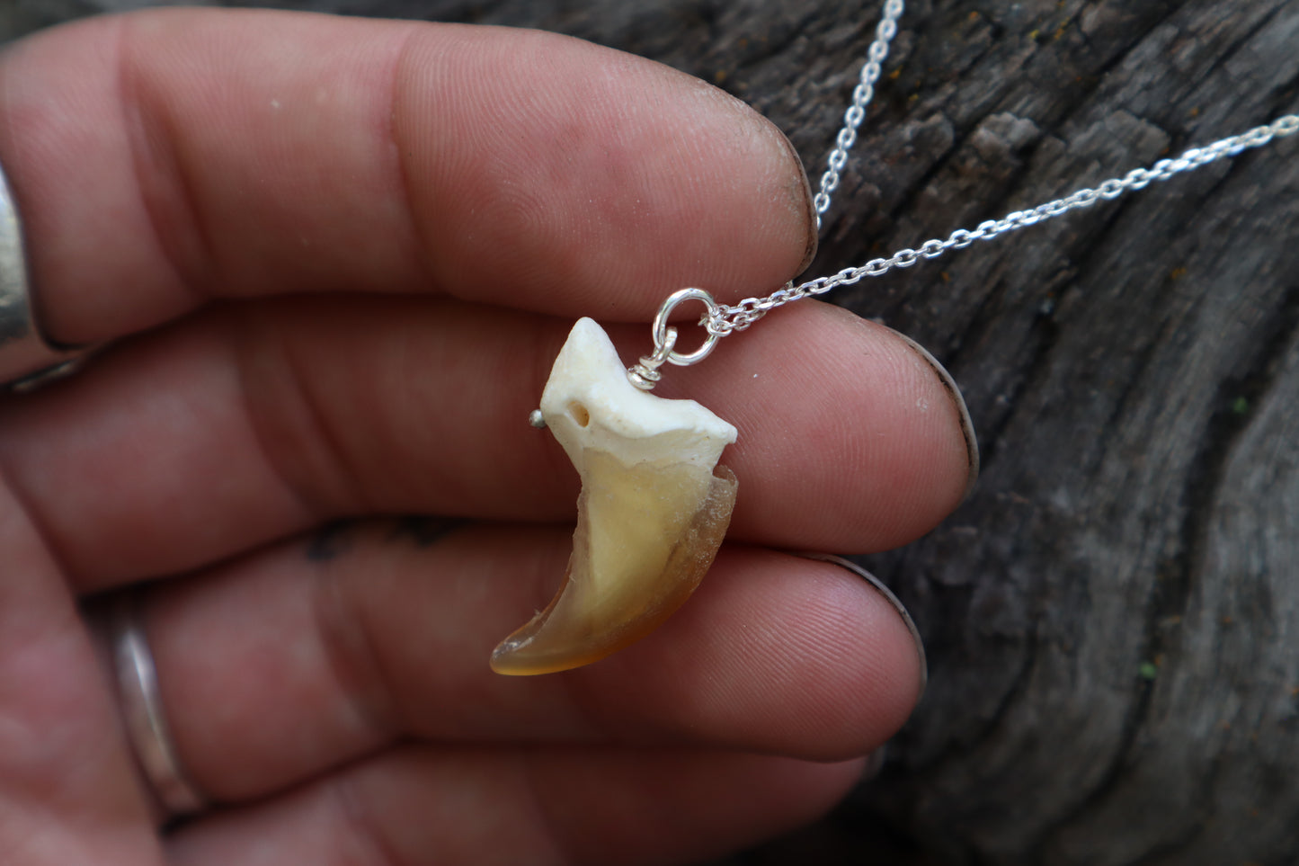Gray Wolf Claw Necklace