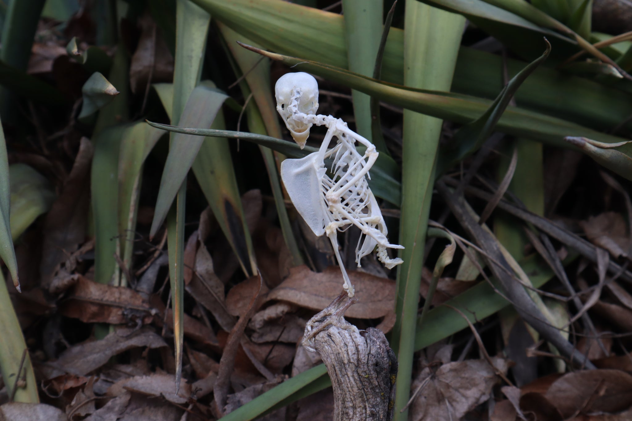 Articulated Parakeet Skeleton