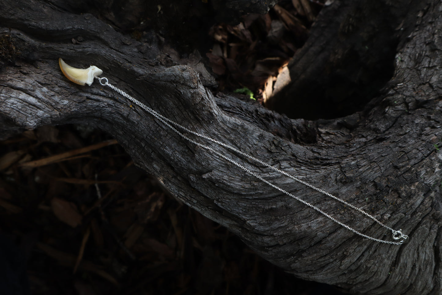 Gray Wolf Claw Necklace