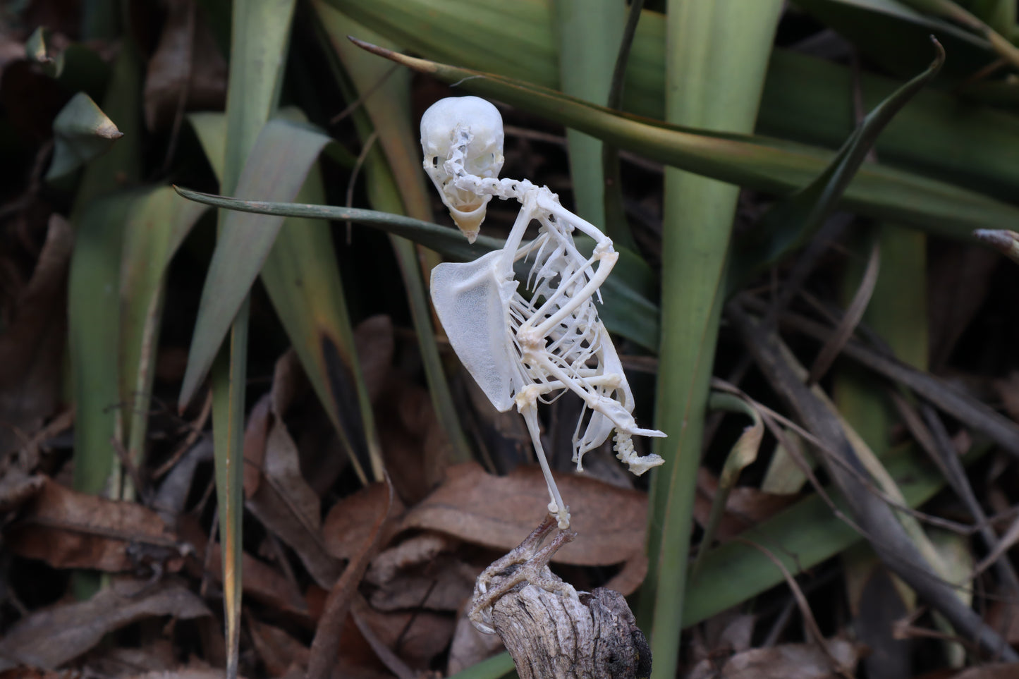 Articulated Parakeet Skeleton