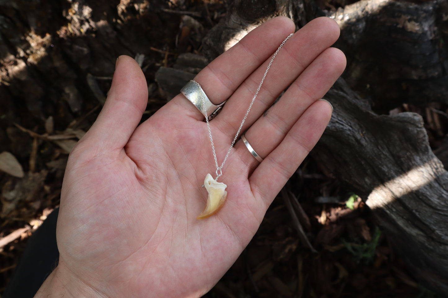 Gray Wolf Claw Necklace