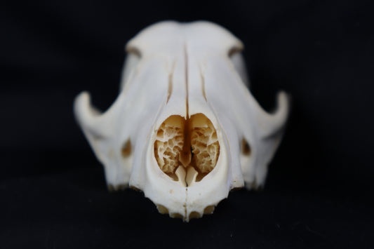 Craft Coyote Skull