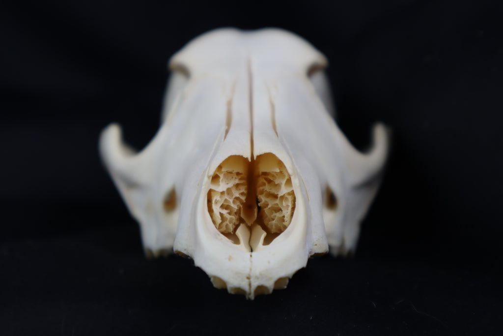 Craft Coyote Skull