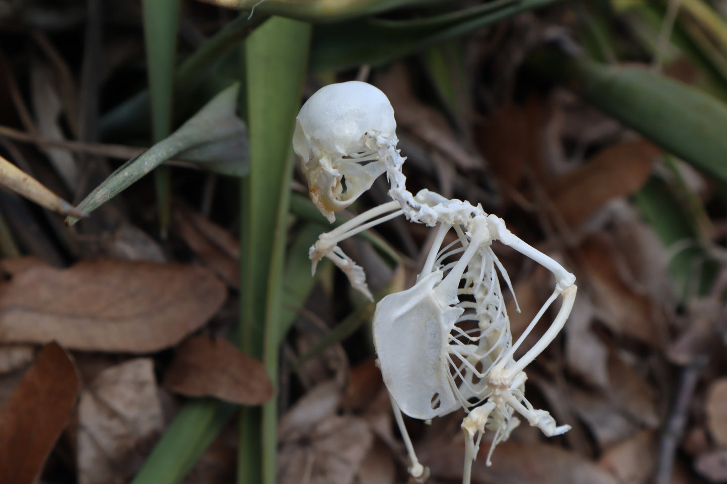 Articulated Parakeet Skeleton