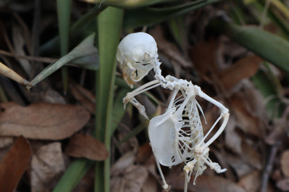 Articulated Parakeet Skeleton