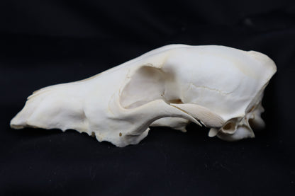 Craft Coyote Skull