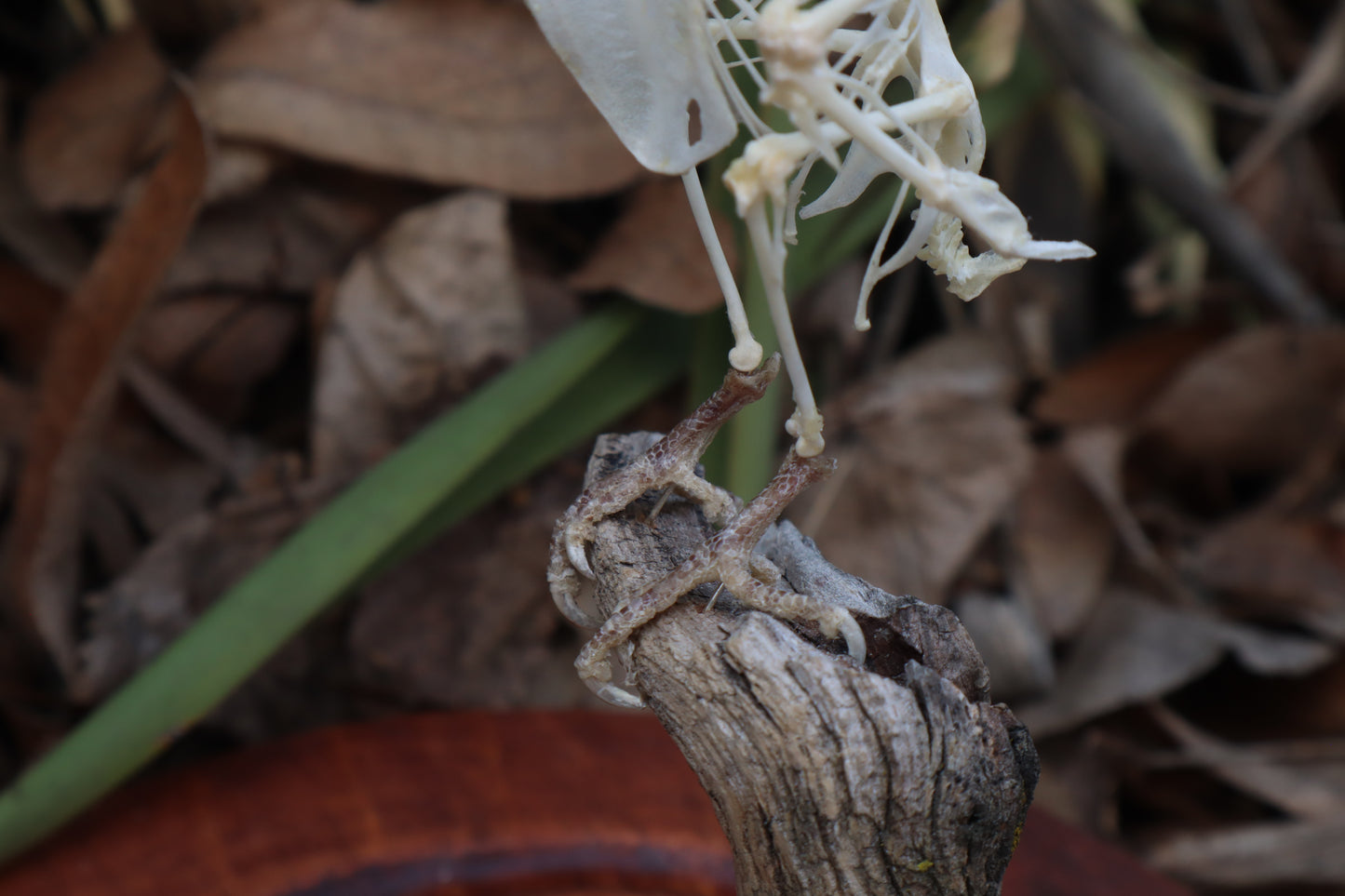 Articulated Parakeet Skeleton