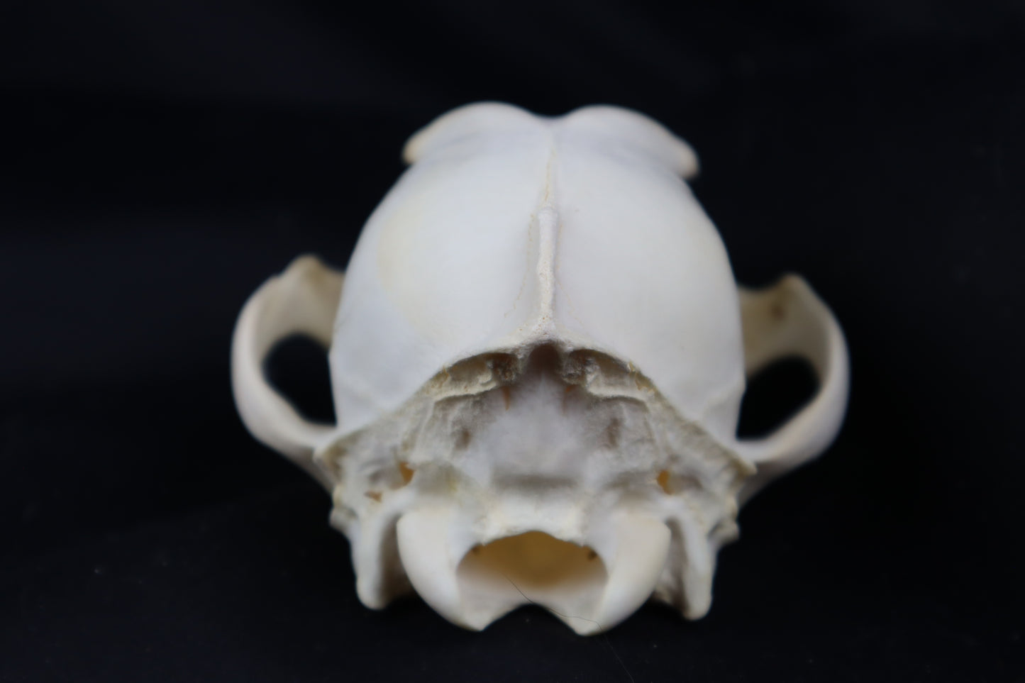 Craft Coyote Skull