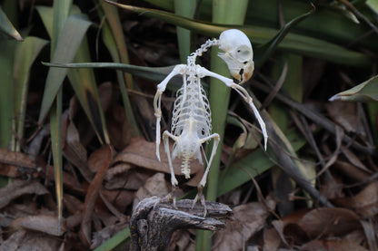 Articulated Parakeet Skeleton