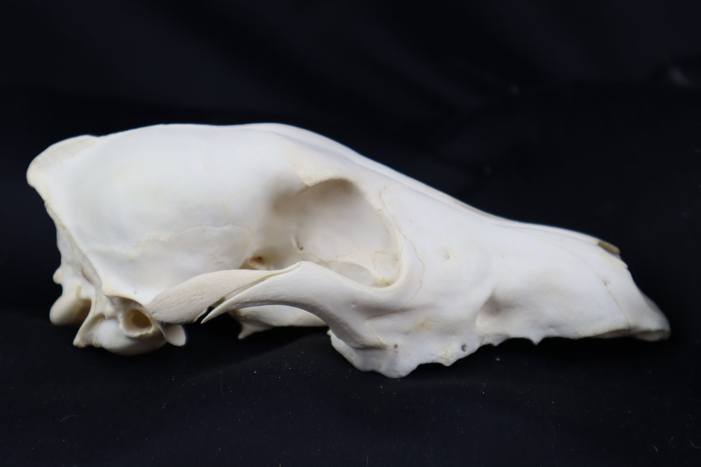 Craft Coyote Skull