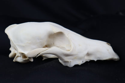 Craft Coyote Skull