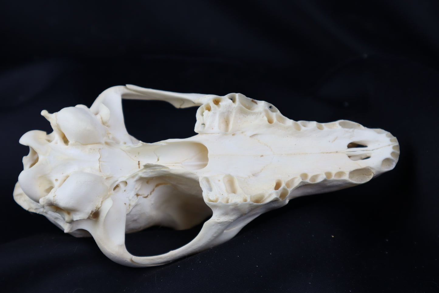 Craft Coyote Skull