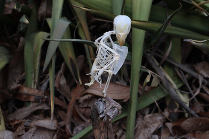 Articulated Parakeet Skeleton