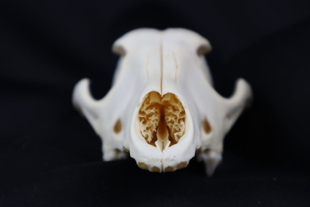 Craft Coyote Skull