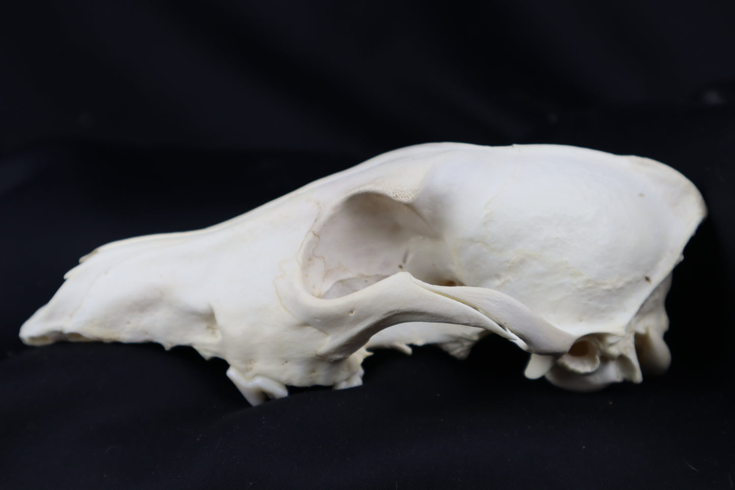 Craft Coyote Skull
