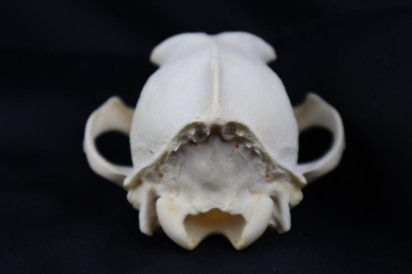 Craft Coyote Skull