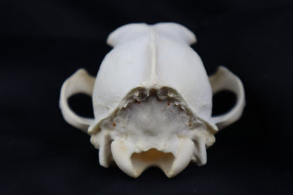 Craft Coyote Skull