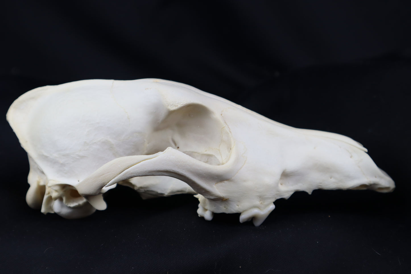 Craft Coyote Skull