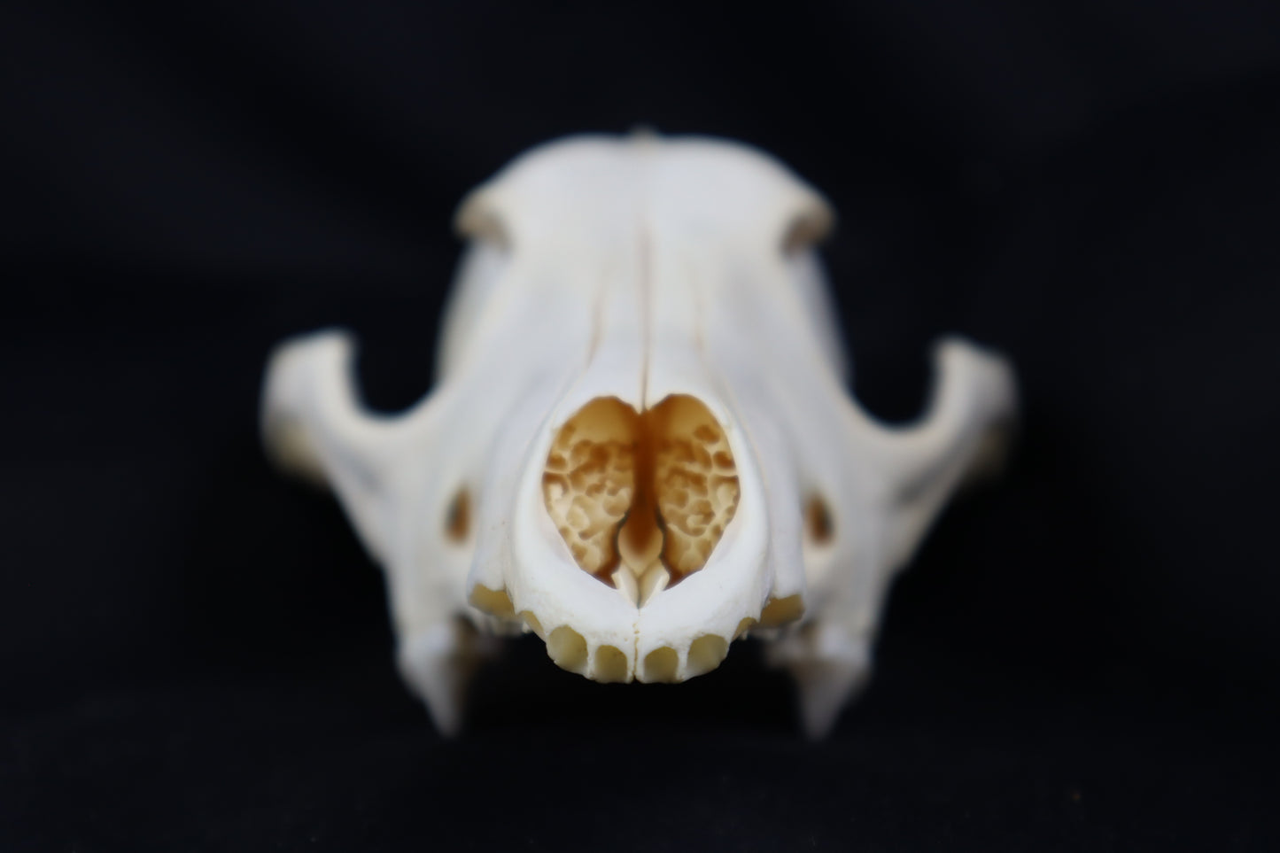 Craft Coyote Skull