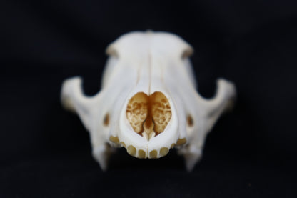 Craft Coyote Skull