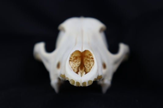 Craft Coyote Skull
