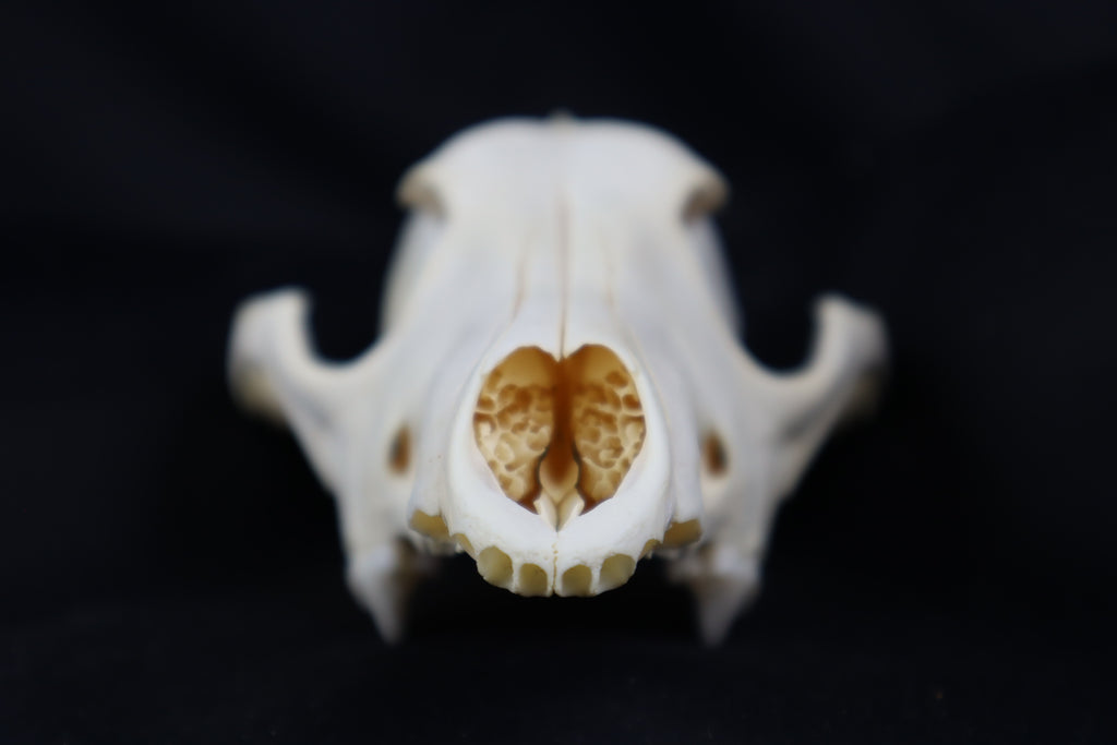 Craft Coyote Skull