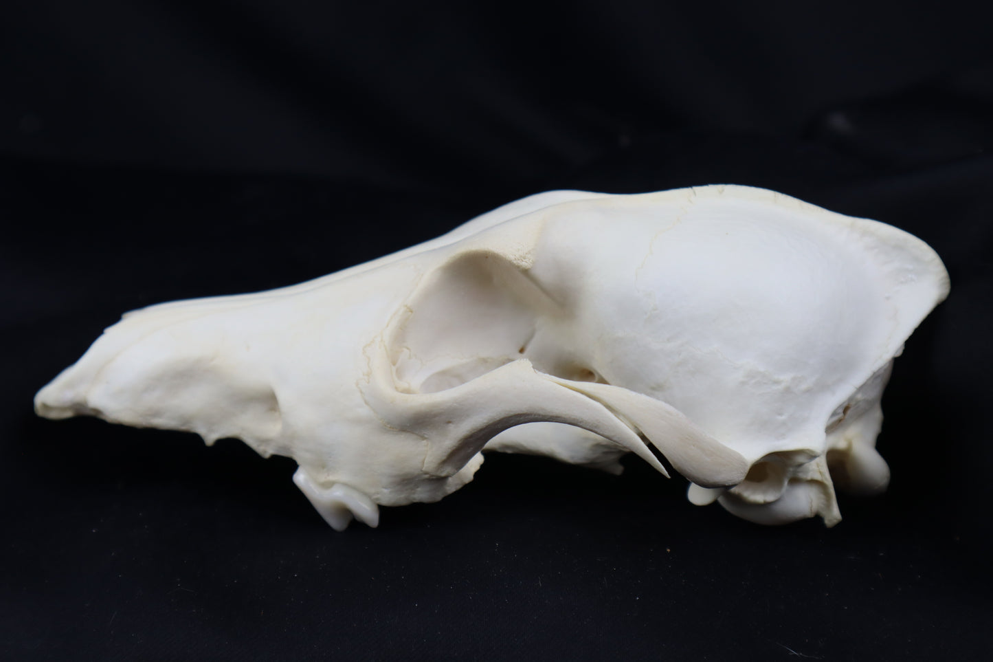 Craft Coyote Skull